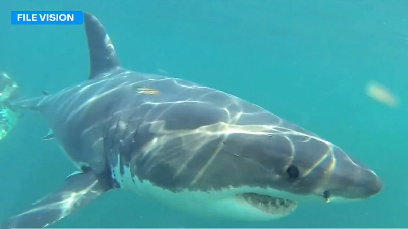 Shark warning for Sydney beachgoers - The Age