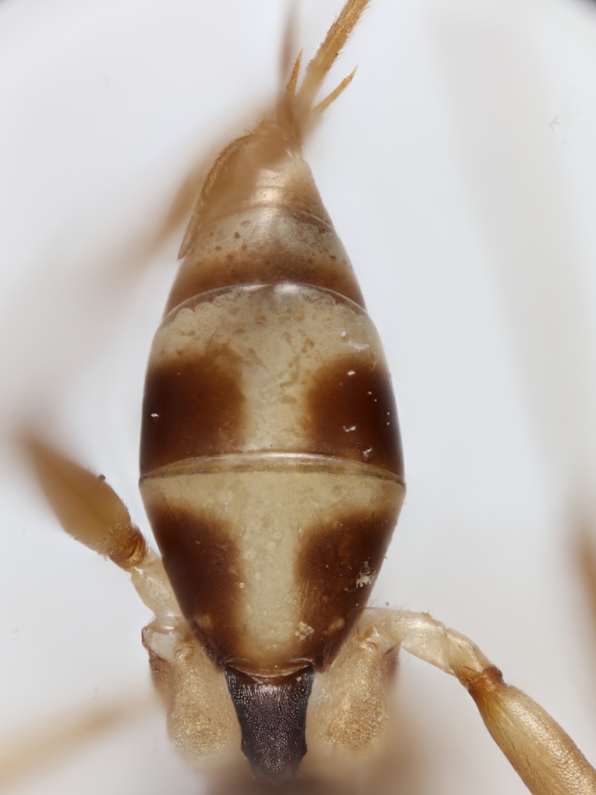 An upward vertical close-up view of a wasp's brown abdomen with skin-colour t-shapes in the middle, one above and one below.