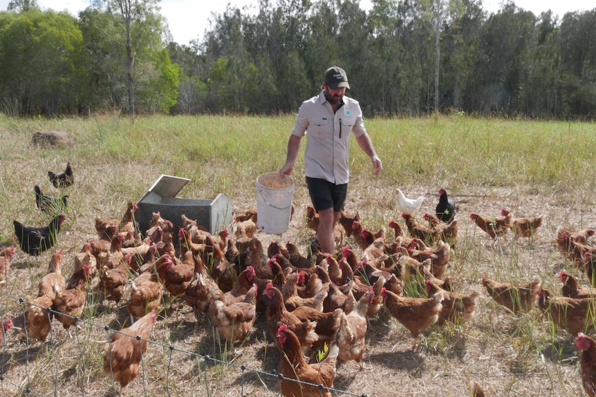 Farmer walking through free range chicken yard.