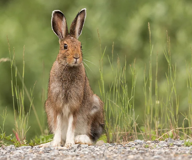 A Snowshoe Hare sits beside a gravel road in Kananaskis Country, Alberta, Canada.