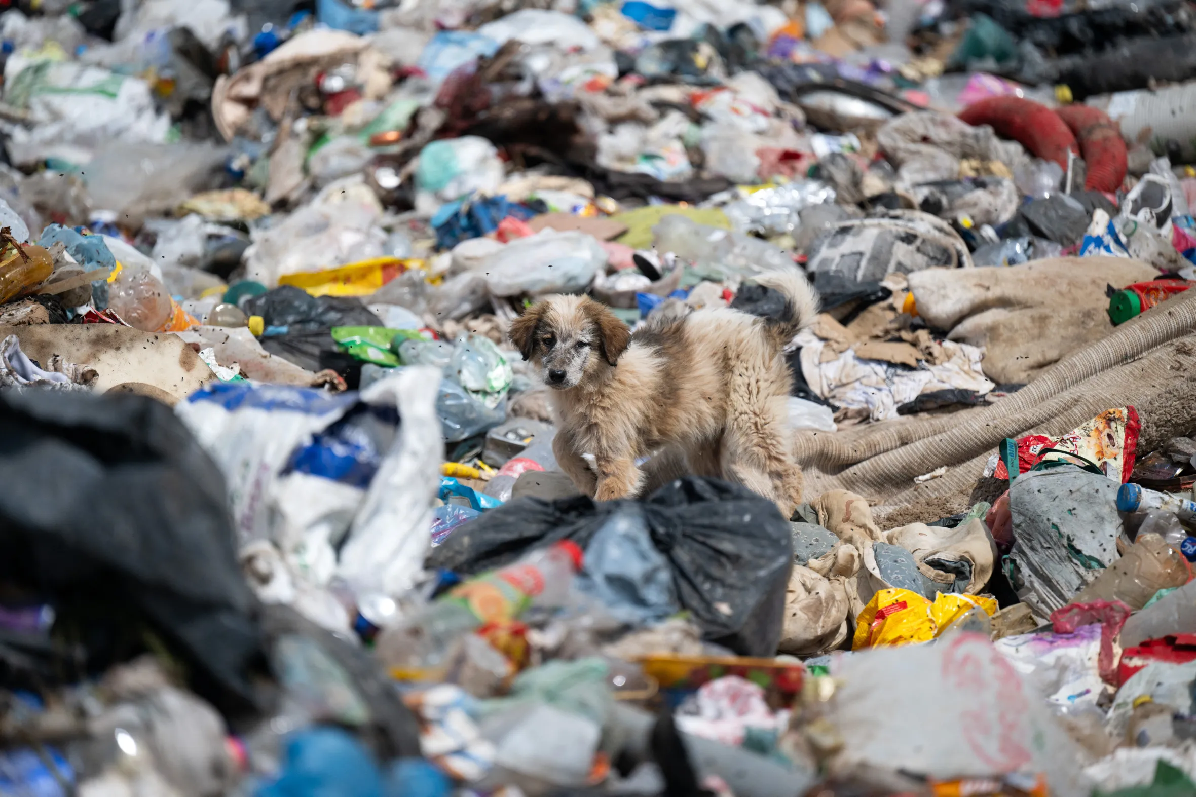 A stray dog among garbage at a landfill near Podujevo, Kosovo.