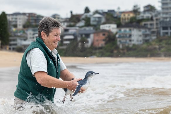 Taronga Wildlife Hospital’s Deb Collins takes the penguin into the water.