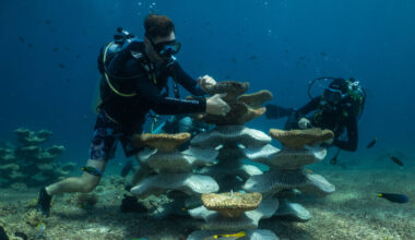Can Concrete Molds Revive Coral Reefs Ruined by Bombs and Climate Change?