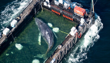 ‘Timmy,’ humpback whale released in spectacular rescue effort, found dead off Denmark
