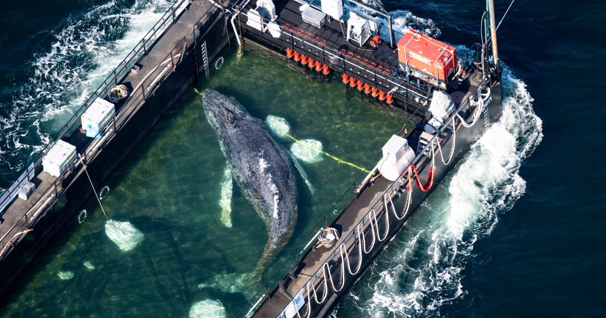 ‘Timmy,’ humpback whale released in spectacular rescue effort, found dead off Denmark