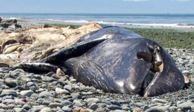 3 months, 21 dead gray whales: Why so many carcasses are washing up on Pacific shores