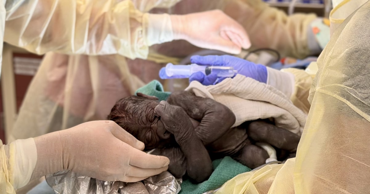 Baby gorilla born via rare C-section at Washington state zoo