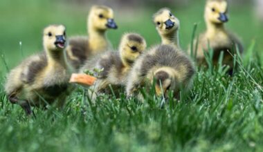 These Baby Geese Got Separated From Their Mother and Chose One Human To Trust