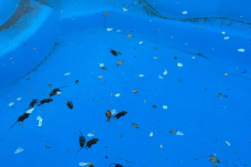 Dead mice are seen in a swimming pool.