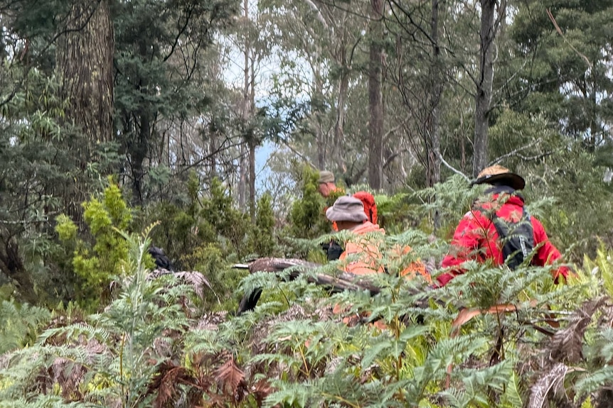Volunteer searchers walk through bracken ferns.