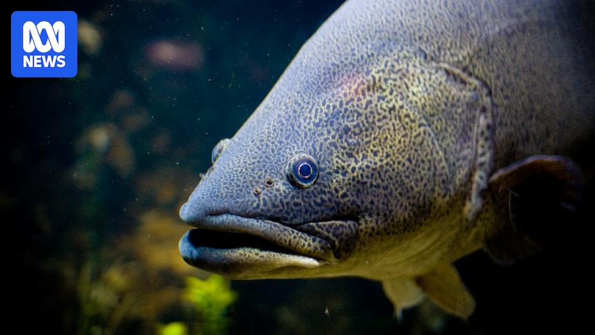 How Australia’s most iconic inland fish species has bounced back