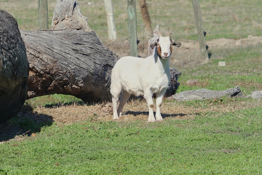 A green paddock with a large log on the left hand side and a white goat standing to the right of it.