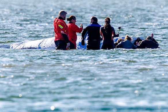 Helpers caring for the stranded humpback off the island of Poel, Germany last month.
