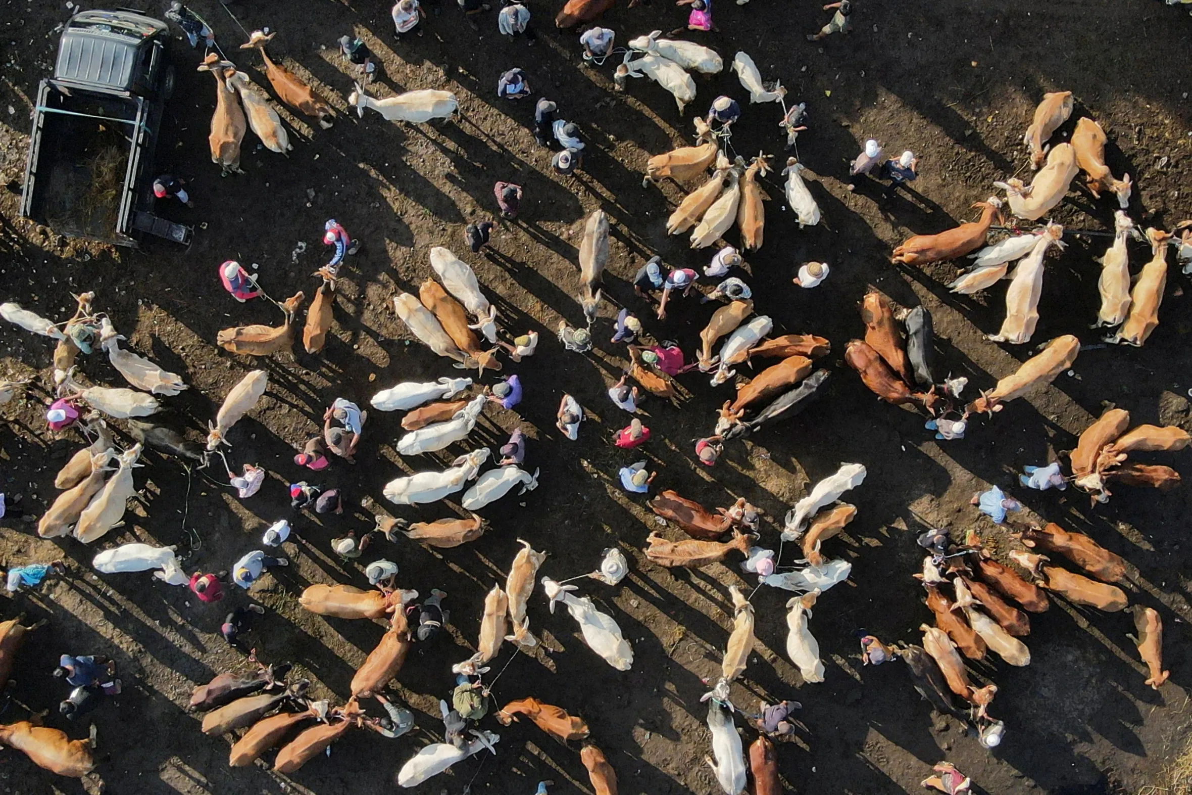 Drone view of a livestock market in Bogor, Indonesia, with people among many cows and goats, and a truck in the upper left.