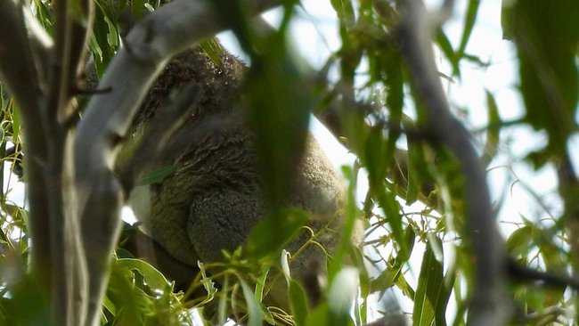 The koala was spotted in a tree designated for removal.
