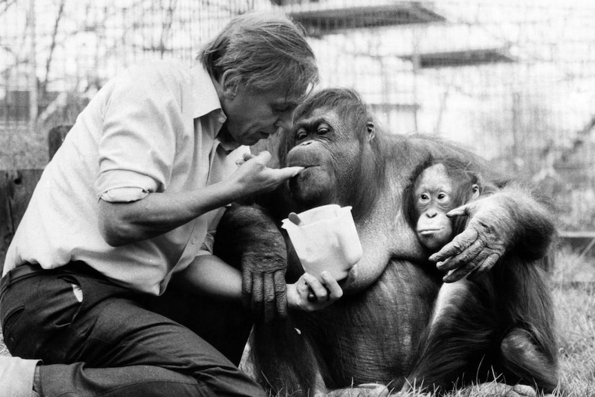 Black and white photo of David Attenborough feeding female orangutan that is holding a baby orangutan.
