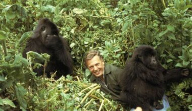 David Attenborough reveals he was interrogated by Rwandan police after filming iconic gorilla documentary