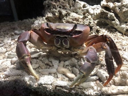 Nagasaki Univ.-Led Team Finds Crab Walk Dates Back 200 M. Yrs