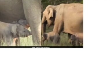 Watch: Mother Elephant With Her Rare Twin Calves Spotted In Jim Corbett Park