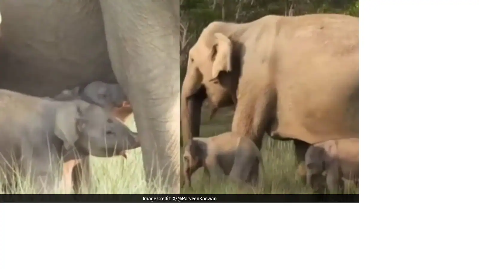 Watch: Mother Elephant With Her Rare Twin Calves Spotted In Jim Corbett Park