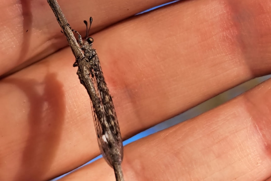 A small dragon fly looking insect in someone's palm