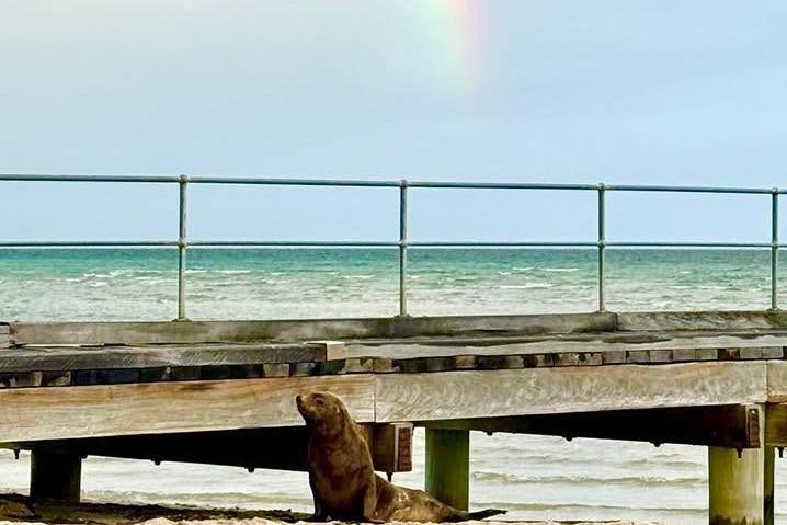 A seal sits upright in front of a jetty on a beach, with a rainbow in the background.