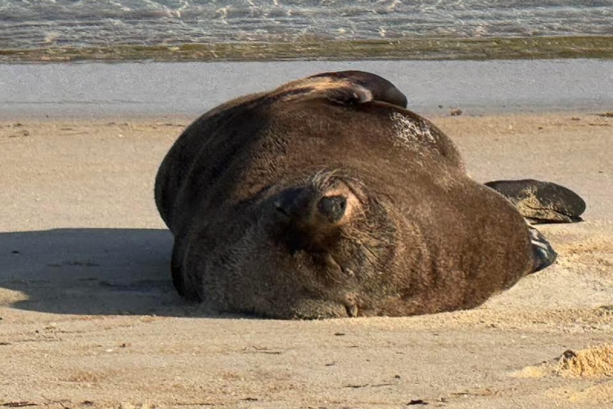 A seal lays asleep on the beach.