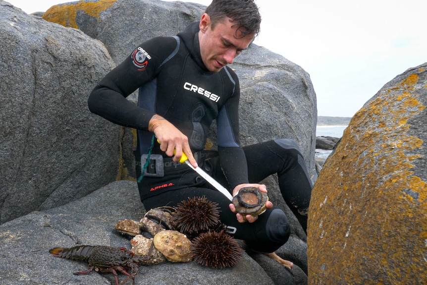 Young man in wetsuit sits on rocks removing abalone from shell with sea urchins and lobster in foreground