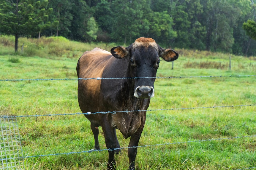 A brown cow at a fence.