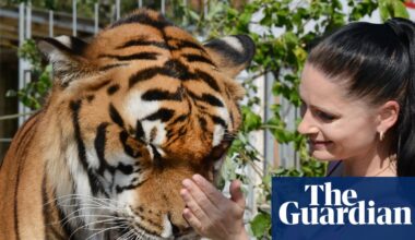 Escape of big cat belonging to Germany’s ‘Tiger Queen’ shatters peace of small town | Germany