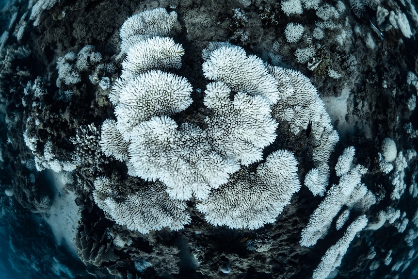 Bleached coral in the ocean.