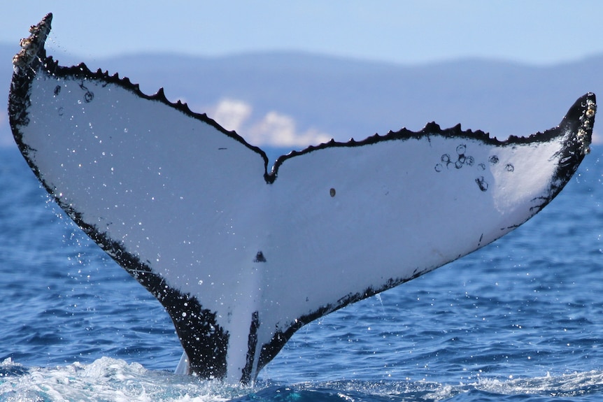 A whale tail coming out of the ocean