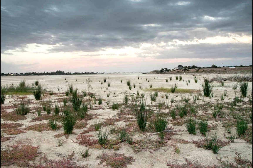 A dried river bed with reeds growing
