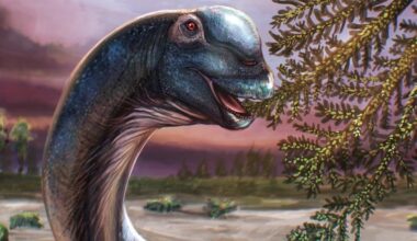 Giant new dinosaur identified from fossils in Thailand
