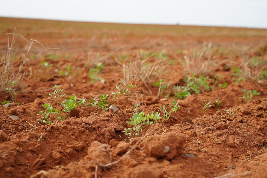Green sprouts are emerging from brown soil.
