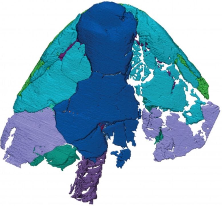 3D Model of the Fossil Skull of Koharalepis jarviki