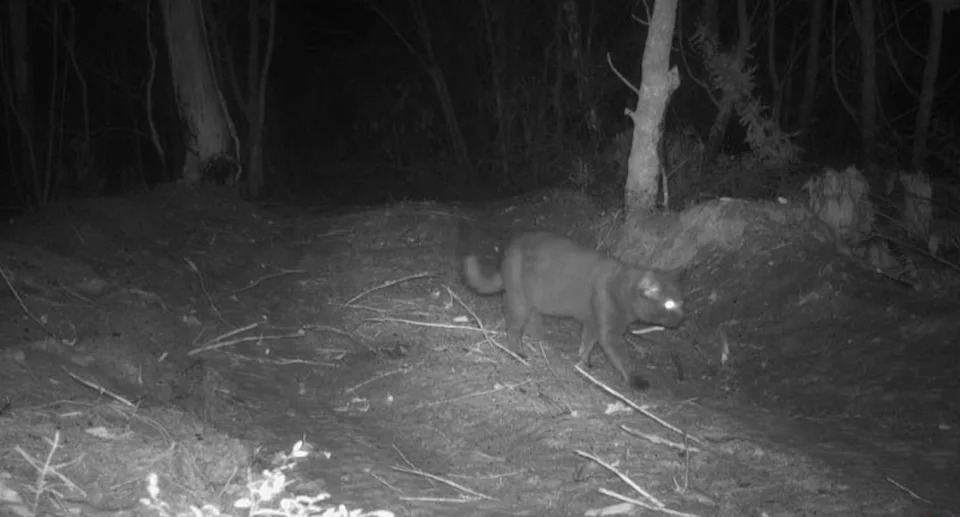 A feral cat seen at night on Moreton Island Queensland, in April.