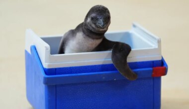 Happy the Humboldt penguin chills — and other news in pictures