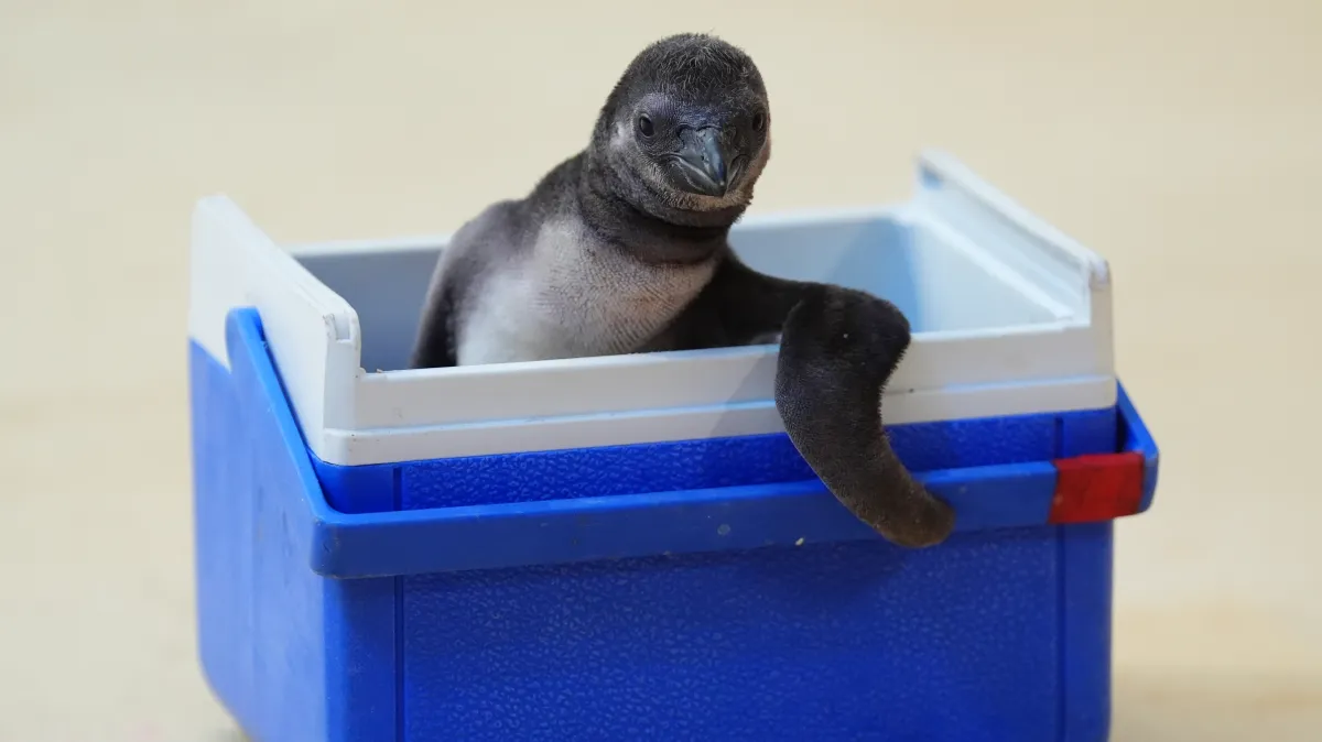 Happy the Humboldt penguin chills — and other news in pictures