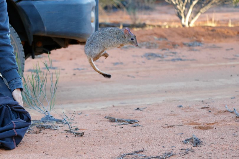 A Woylie (Brush-tailed Bettong) leaps out into the Wheatbelt after receiving a quick health check from Australian Wildlife Conservancy ecologists. The individual was one of 147 Woylies that were released outside the fenced area at Mt Gibson Wildlife Sanctuary.