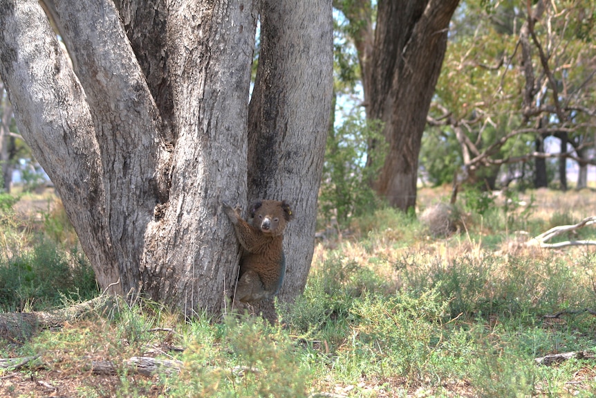 A koala hugs a large tree trunk just off the ground in remnant bush whichhas a lot of grass being near open fields.
