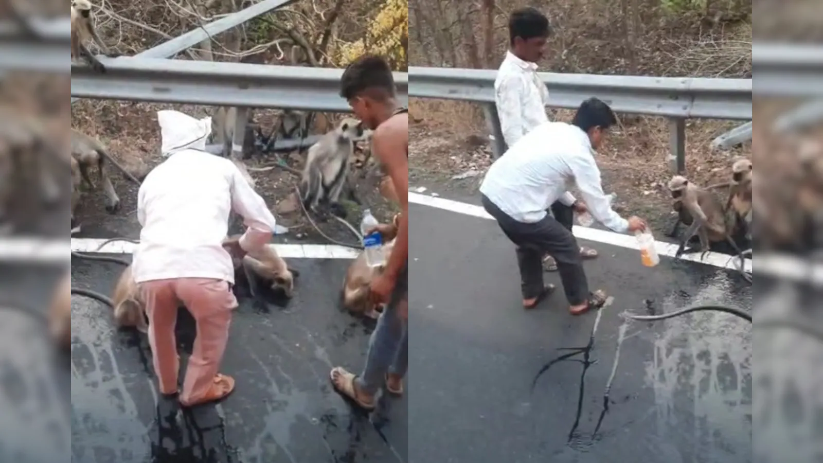 Thirsty Monkey Stops Moving Bus For Water in Maharashtra, Heartbreaking Video Goes Viral