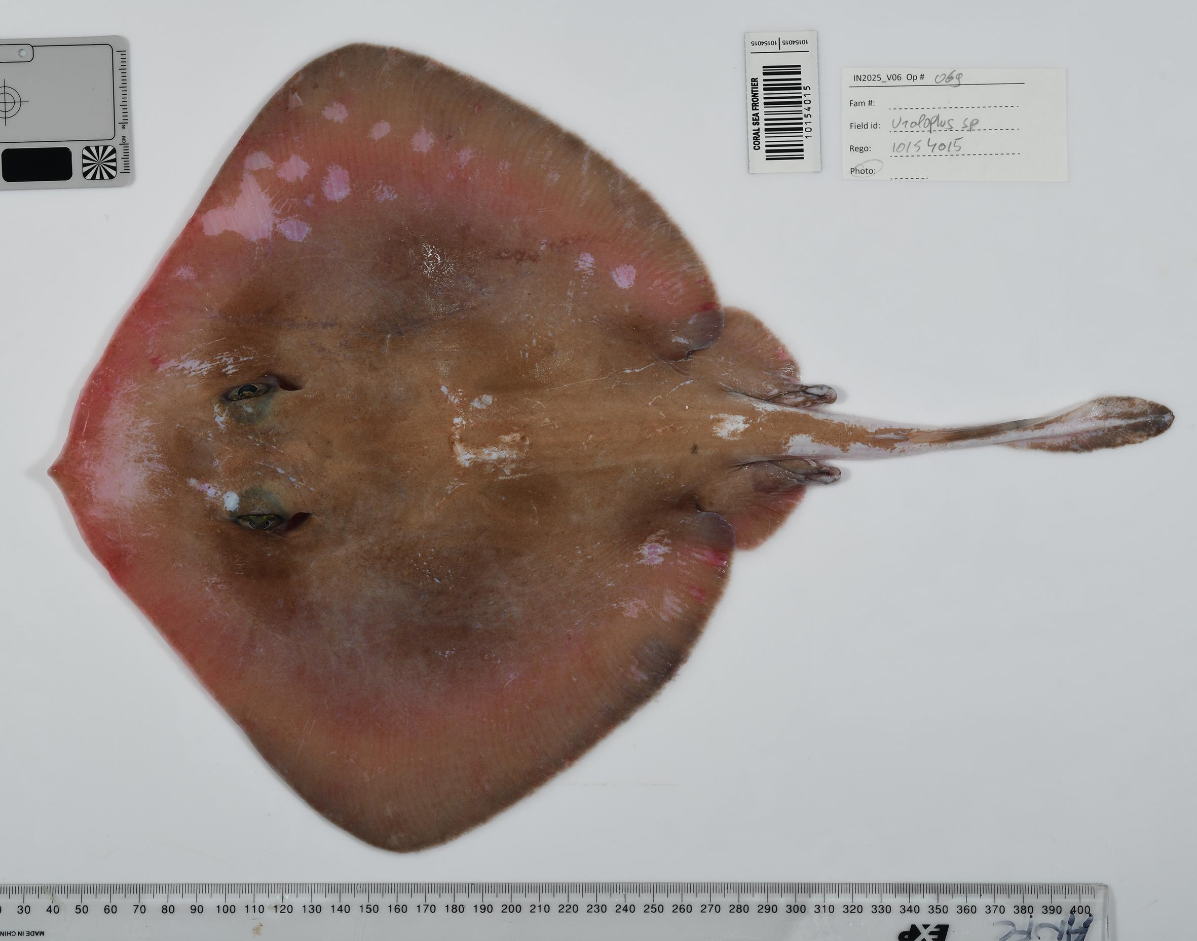 An unknown species of ray found in Australia’s Coral Sea Marine Park.