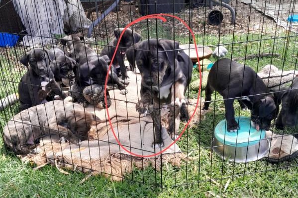 Douglas the puppy with his litter, highlighted by a red circle.