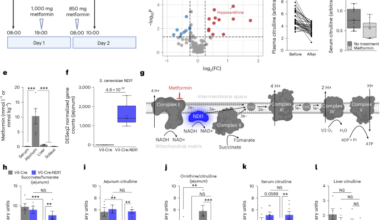 Metformin inhibits mitochondrial complex I in intestinal epithelium to promote glycaemic control