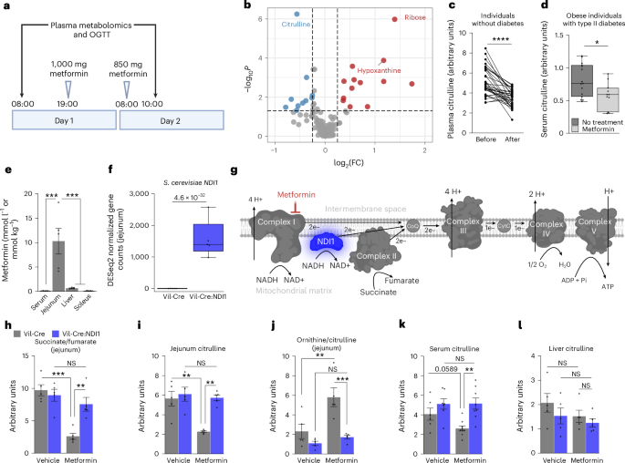 Metformin inhibits mitochondrial complex I in intestinal epithelium to promote glycaemic control