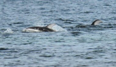 File photo shows dolphins swimming near Parksville beach on May 11, 2026. (PQB News file photo)