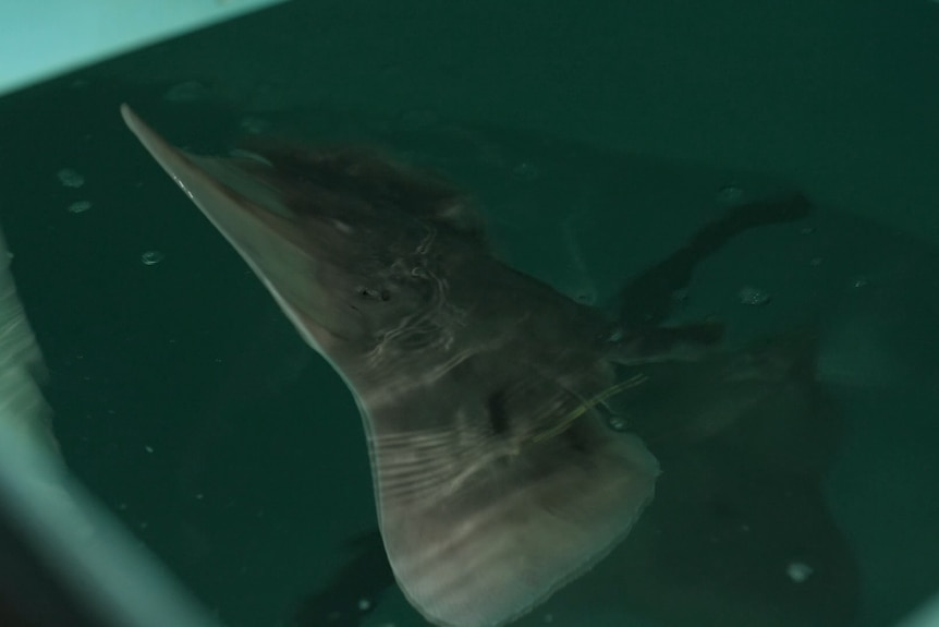 A sting-ray like creature in a tank of water peeking its the tip of its nose out of the water.