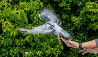 Pigeons may rely on liver cells for navigation: Study