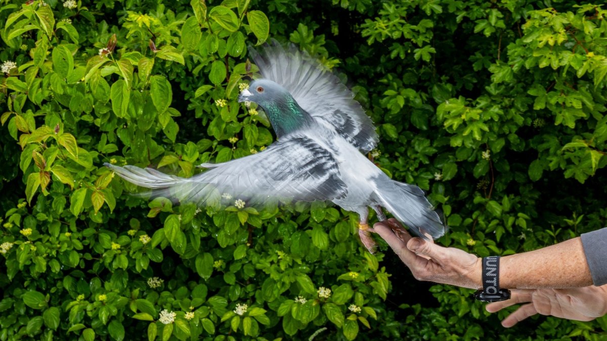 Pigeons may rely on liver cells for navigation: Study